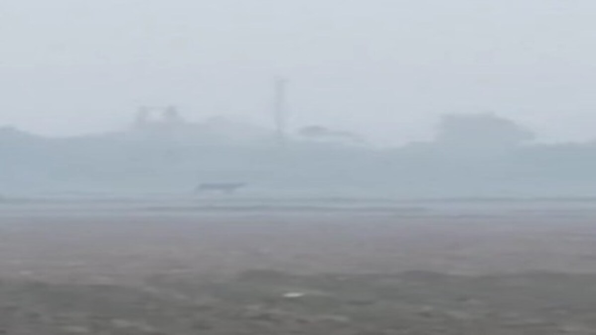 tiger terror in lucknow tiger terror in lucknow