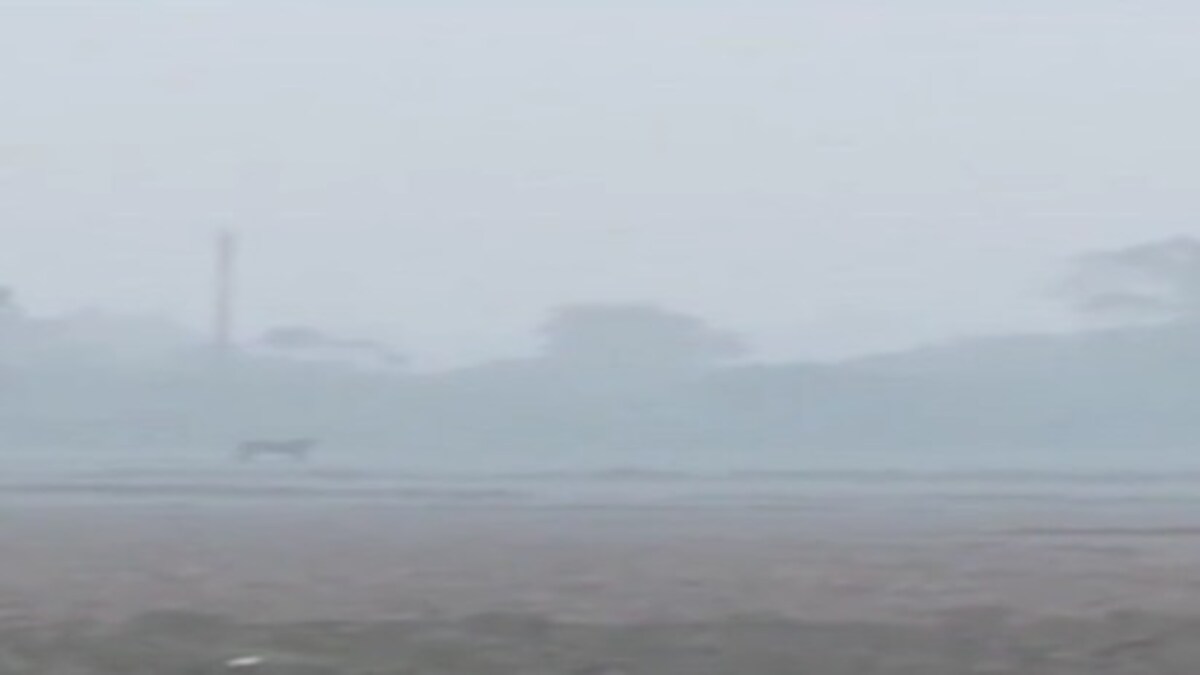 tiger terror in lucknow tiger terror in lucknow