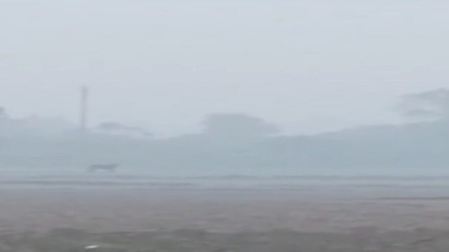 tiger terror in lucknow tiger terror in lucknow