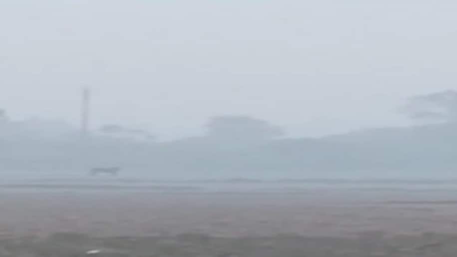 Tiger terror in lucknow Tiger terror in lucknow