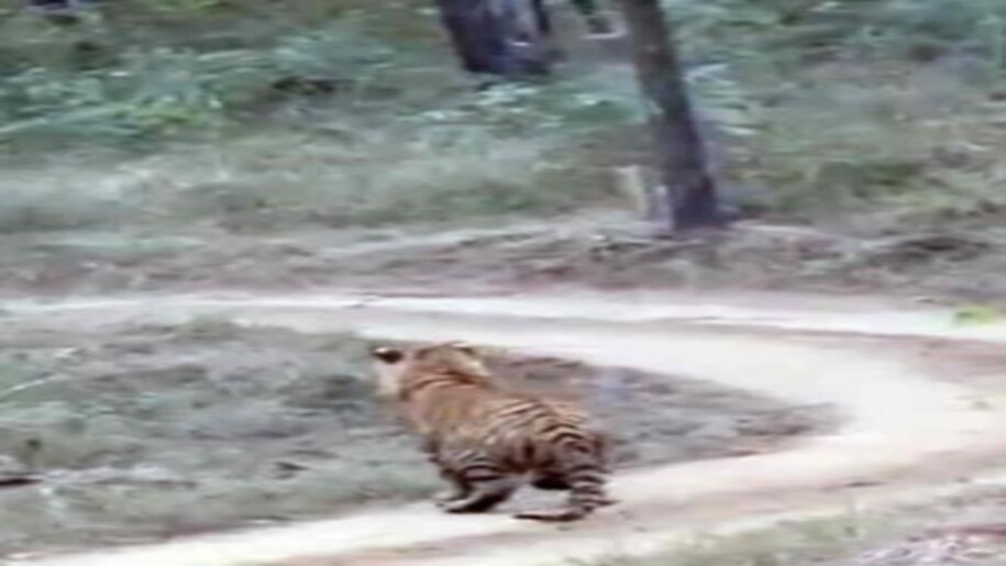 Tiger terror in lucknow Tiger terror in lucknow