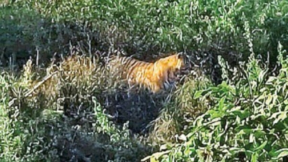 tiger terror in lucknow tiger terror in lucknow