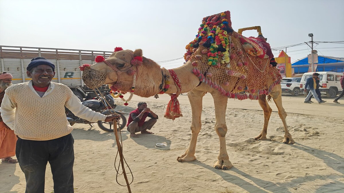 camel rides in mahakumbh camel rides in mahakumbh