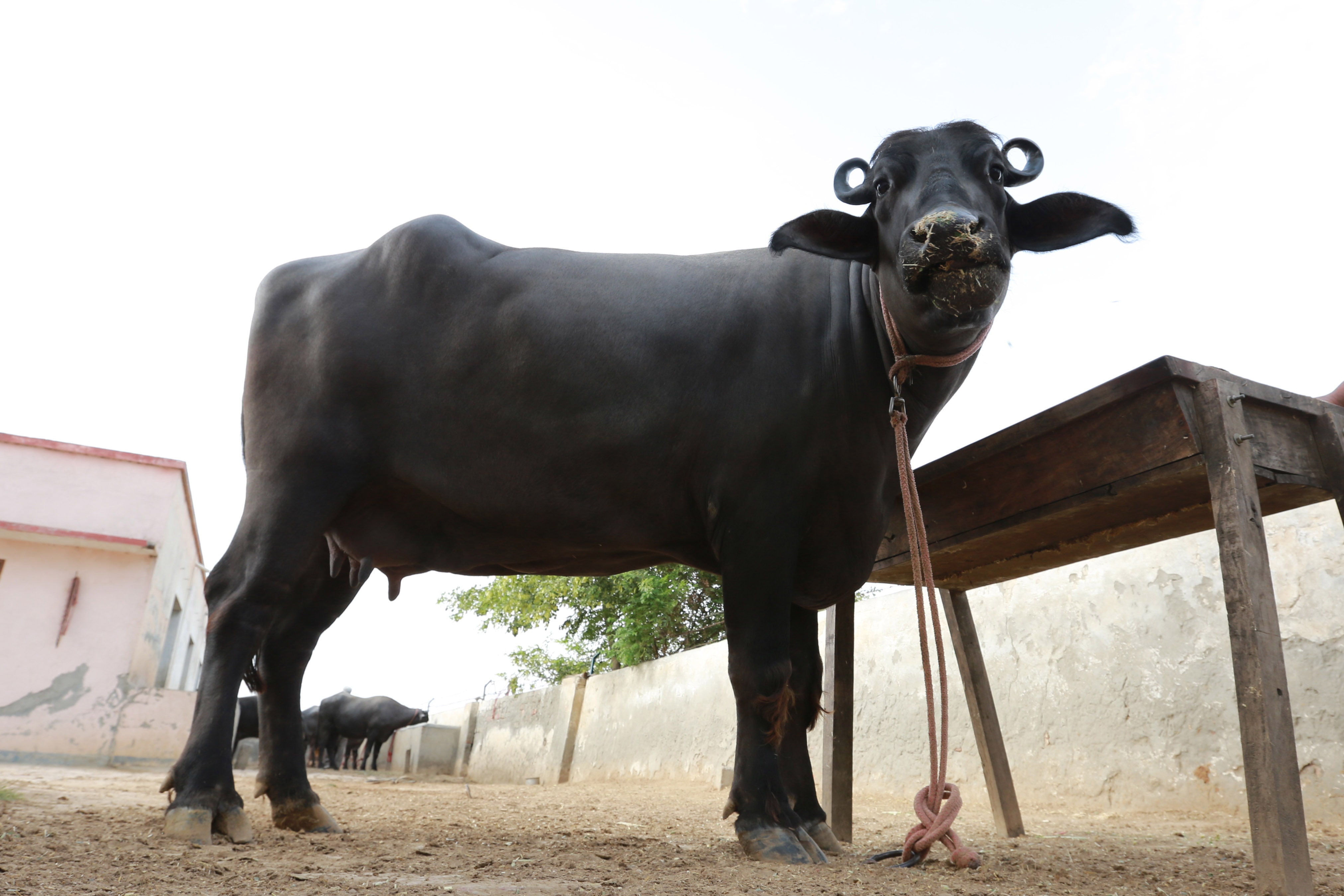 Representative Image: Murrah Muffalo Representative Image: Murrah Muffalo