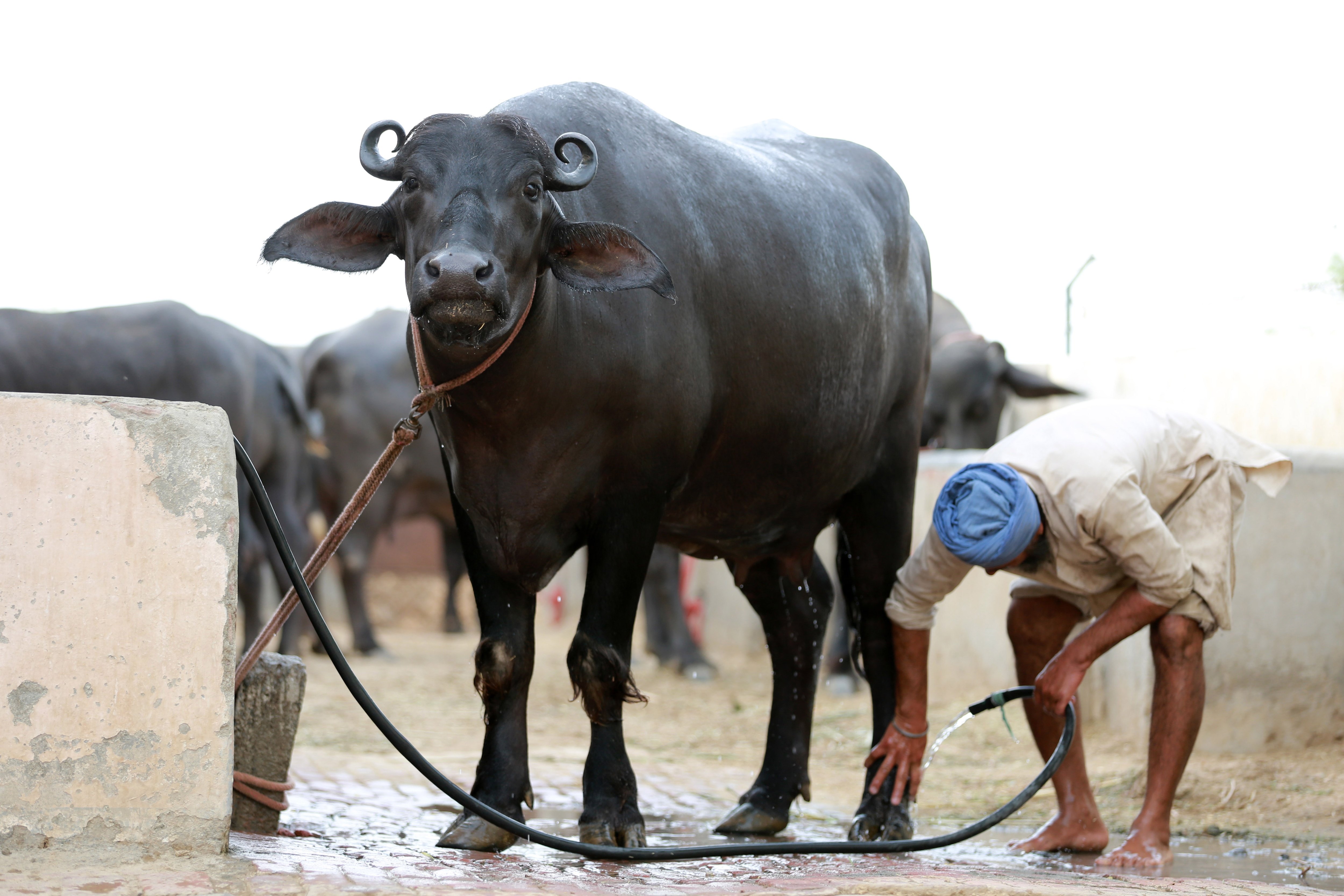 Representative Image: Murrah Muffalo Representative Image: Murrah Muffalo