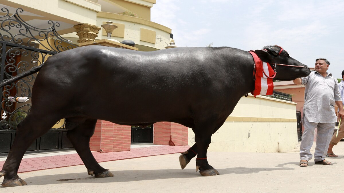 Representative Image: Murrah Muffalo Representative Image: Murrah Muffalo