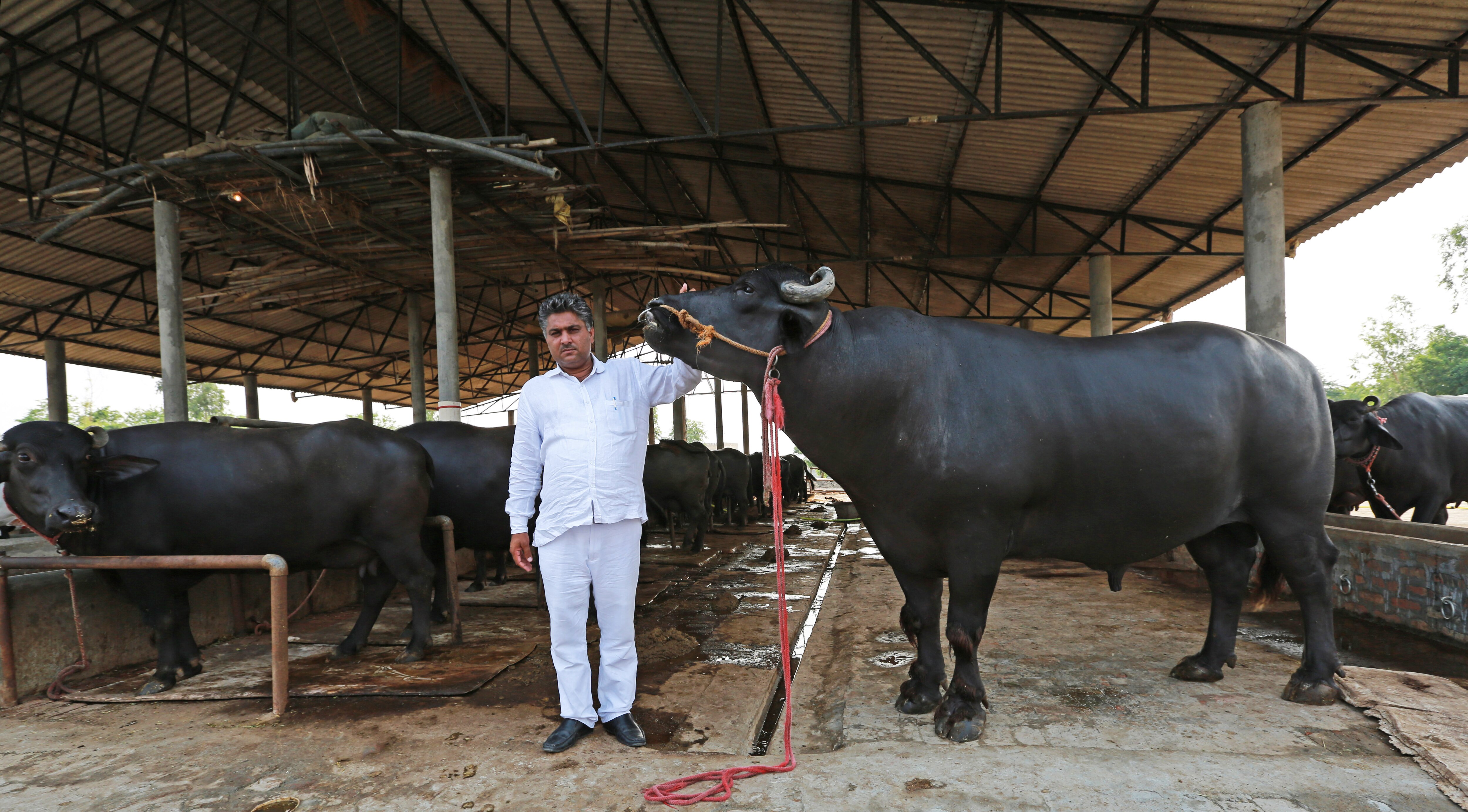 Representative Image: Murrah Muffalo Representative Image: Murrah Muffalo