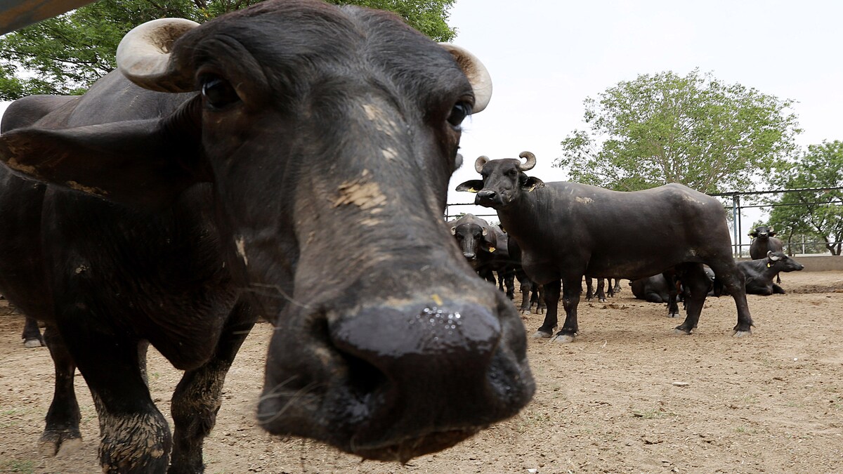 Representative Image: Murrah Muffalo Representative Image: Murrah Muffalo