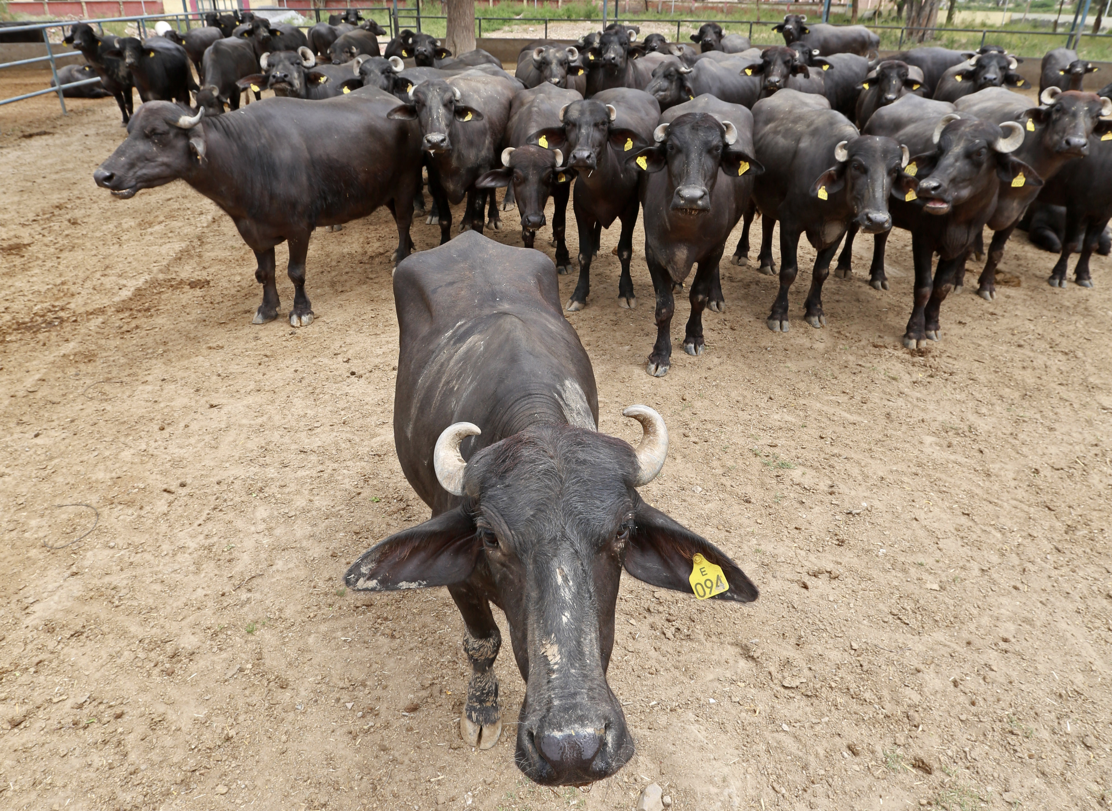 Representative Image: Murrah Muffalo Representative Image: Murrah Muffalo