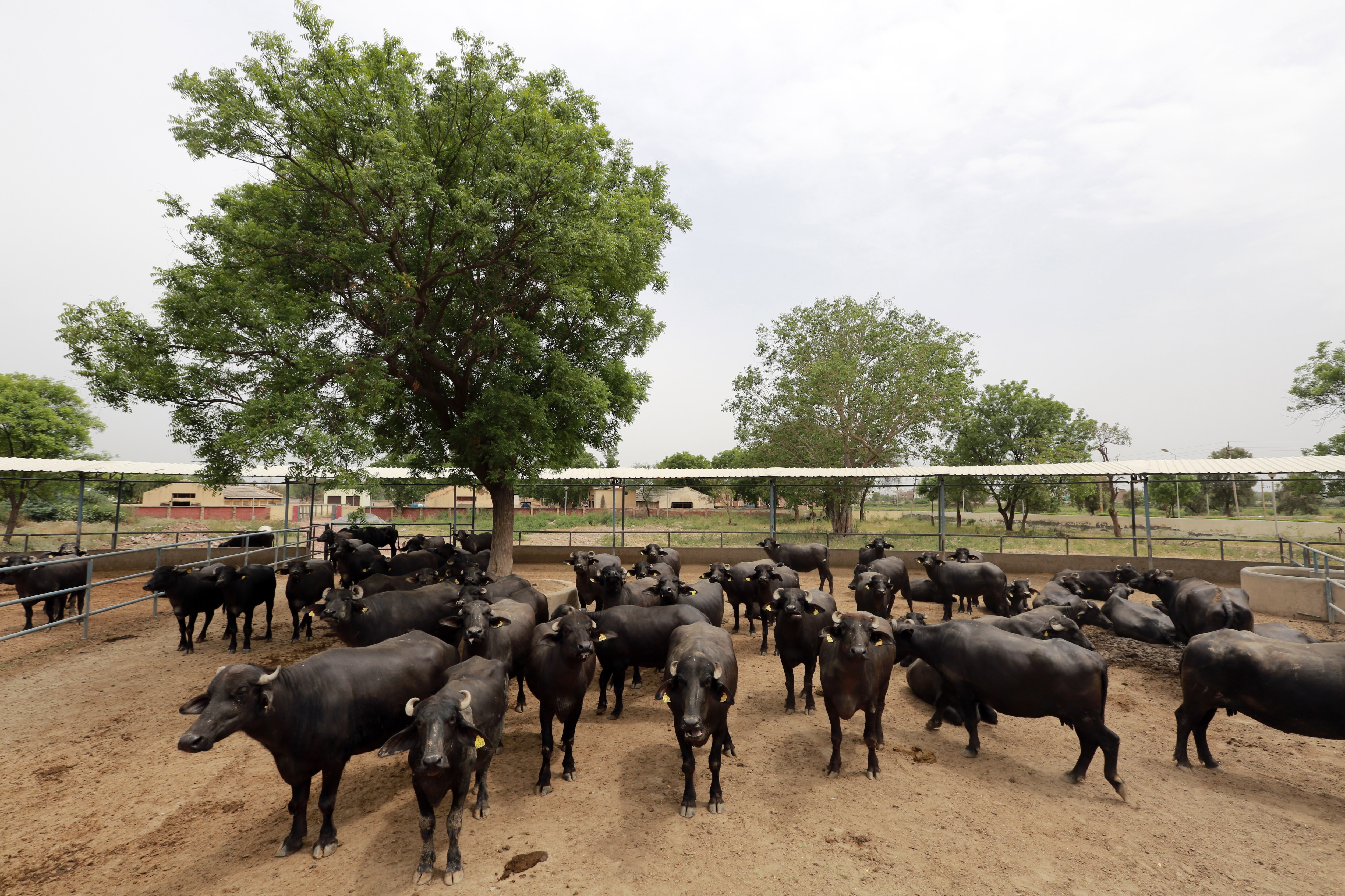 Representative Image: Murrah Muffalo Representative Image: Murrah Muffalo