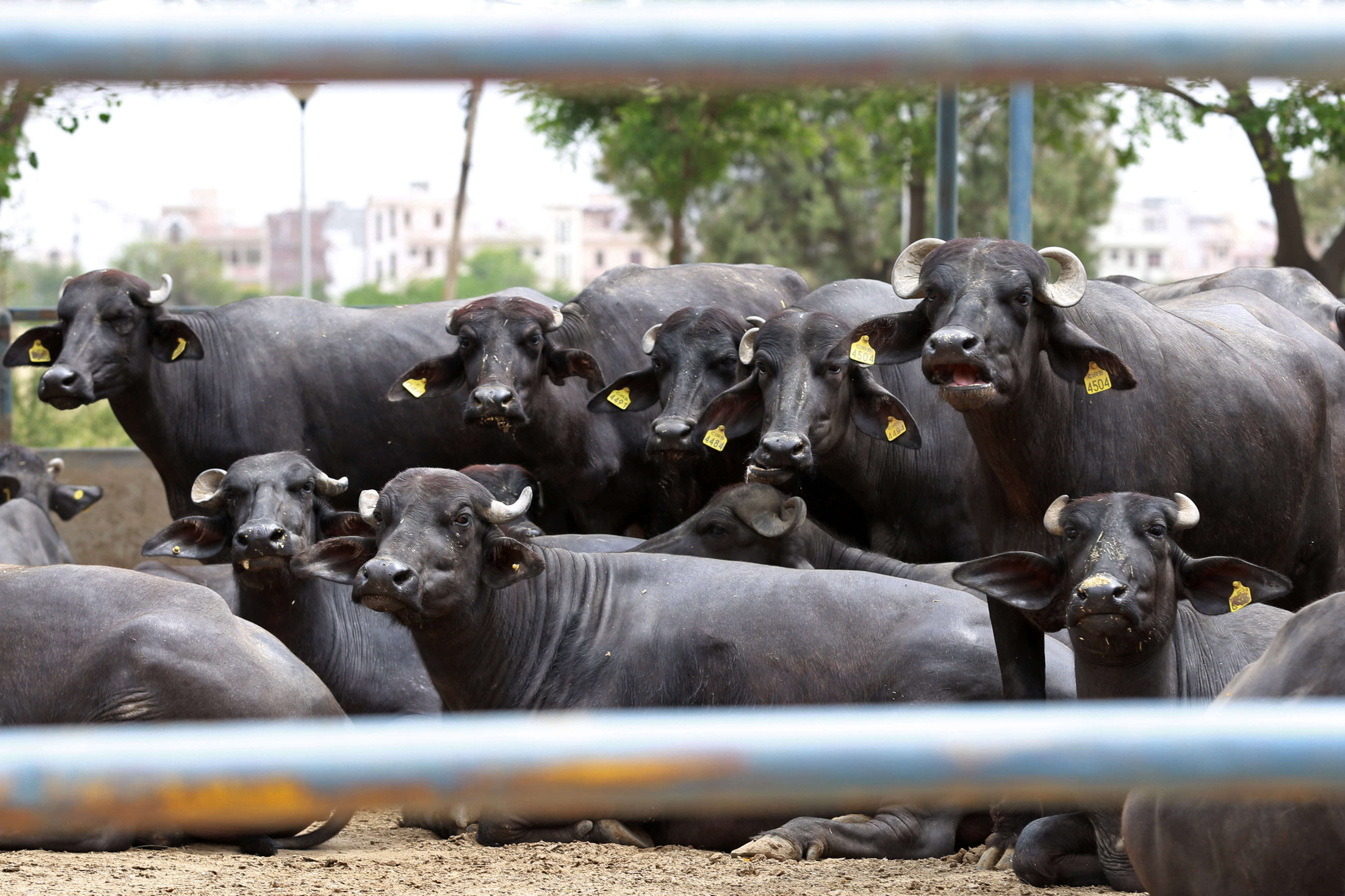 Representative Image: Murrah Muffalo Representative Image: Murrah Muffalo