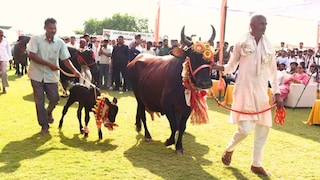 8 करोड़ के इस भैंसे के सीमेन सेल से लाखों की कमाई! इतनी रईसी में पलता है कि रश्क हो जाएगा UP Tak