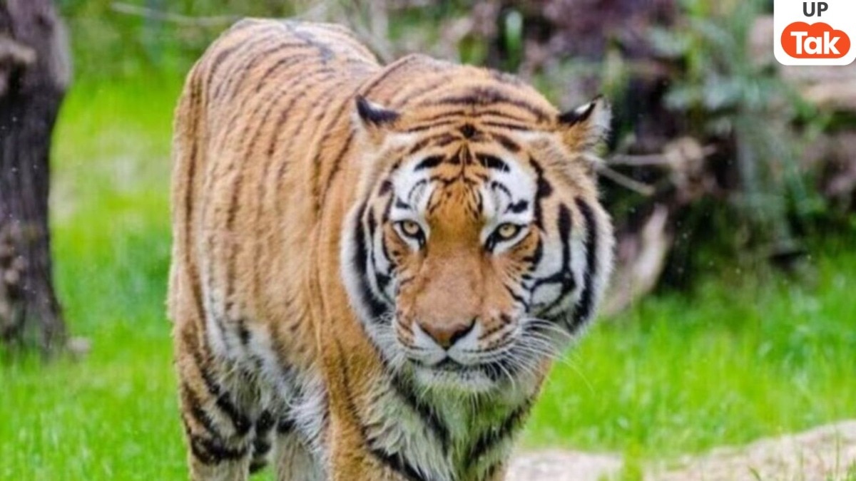 बहराइच में शौच के लिए गई लड़की पर बाघ ने किया हमला... फिर तो इसके बाद जो हुआ 