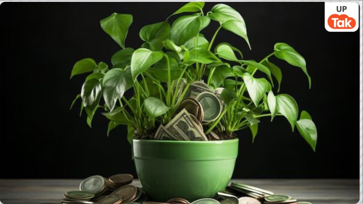 मनीप्लांट की एक गलत दिशा बना सकती है कंगाल, जानें धन लाभ के लिए इसे रखने का सही कोना