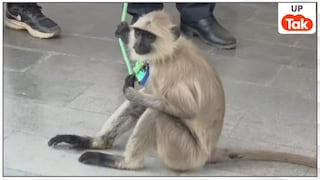 वायरल हो गया था बागपत का लंगूर 'मटरू'.... अब उसको लेकर सामने आई ये खबर Langoor Matroo