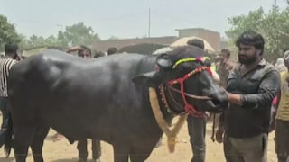 रोजाना 10 किलो दूध, 2 किलो देसी घी और ड्राई फ्रूट खाता है ये अनोखा भैंसा..., 31 लाख की कीमत होने से खूब हो रही चर्चा Hapur market’s most talked-about buffalo, priced at ₹31 lakh