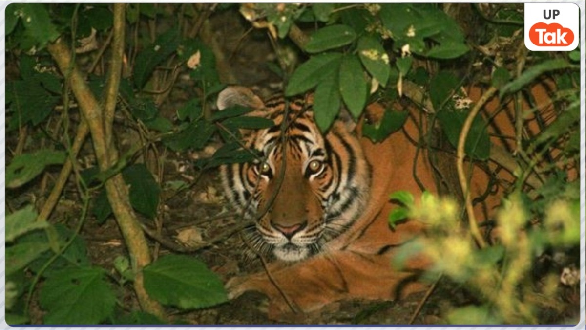 Dudhwa Tiger Reserve Wildlife Safari