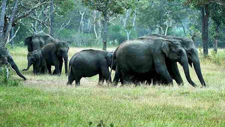 UP: हाथियों ने 2 घंटे तक रोक दिया ट्रैफिक, नेपाल जाने वाले हाईवे पर दिखा ‘गजराज का राज’ UP Tak