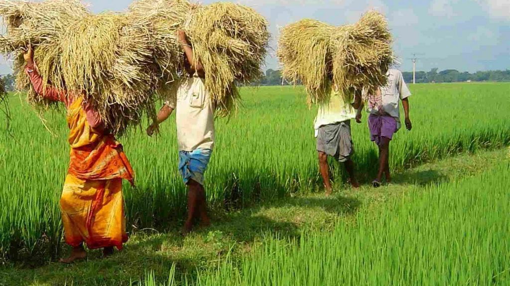 UP में किसानों को सरसों, सामान्य सरसों और रागी के बीजों का वितरण करेगी सरकार UP Tak