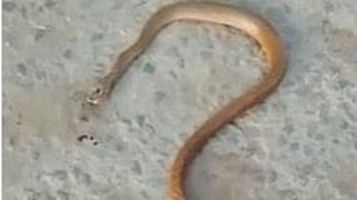 बागपत: सांप के शव का कराया गया पोस्टमॉर्टम, रिपोर्ट में हुआ ये हैरान कर देने वाला खुलासा UP Tak