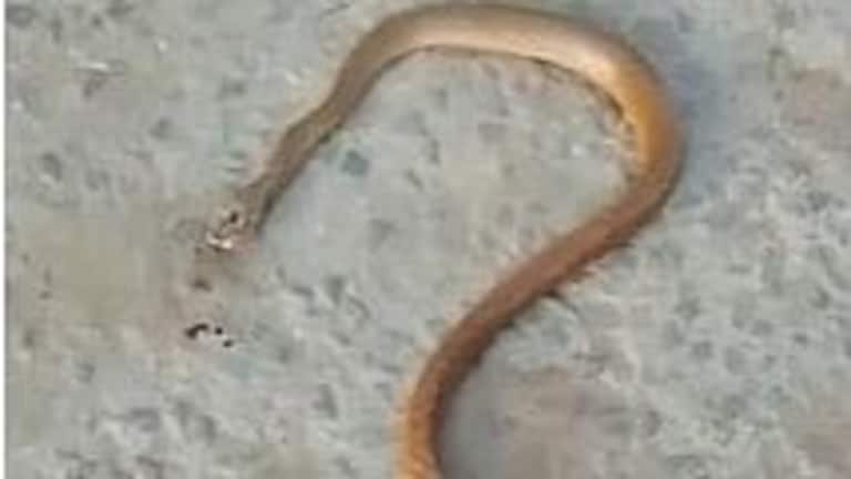 बागपत: सांप के शव का कराया गया पोस्टमॉर्टम, रिपोर्ट में हुआ ये हैरान कर देने वाला खुलासा UP Tak