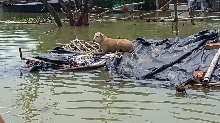 गंगा-यमुना-चंबल-बेतवा और केन नदी हैं उफान पर, UP के इन जिलों में बाढ़ के हालात, जानें UP Tak