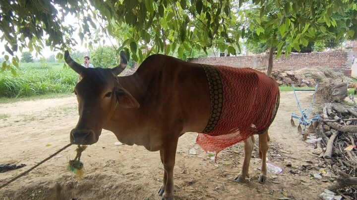 मुरादाबाद: नशे की हालत में शख्स ने गाय पर चाकू से किया हमला, बचाने आए युवक को भी किया घायल UP Tak