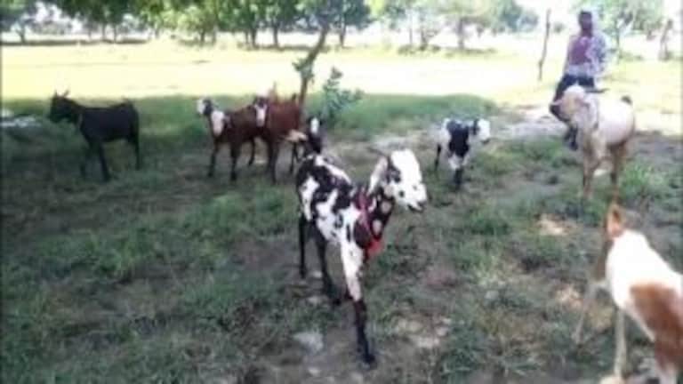 फिरोजाबाद में 1500 रुपये लीटर तक बिक रहा बकरी का दूध, लोग डेंगू से जोड़ रहे कनेक्शन UP Tak