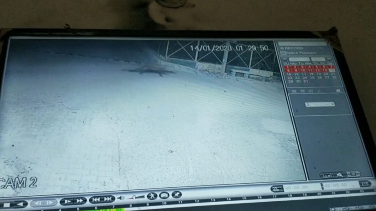 मेरठ: एक बार फिर नजर आया तेंदुआ, सीसीटीवी कैमरे में कैद, इलाके के लोगों में दहशत UP Tak