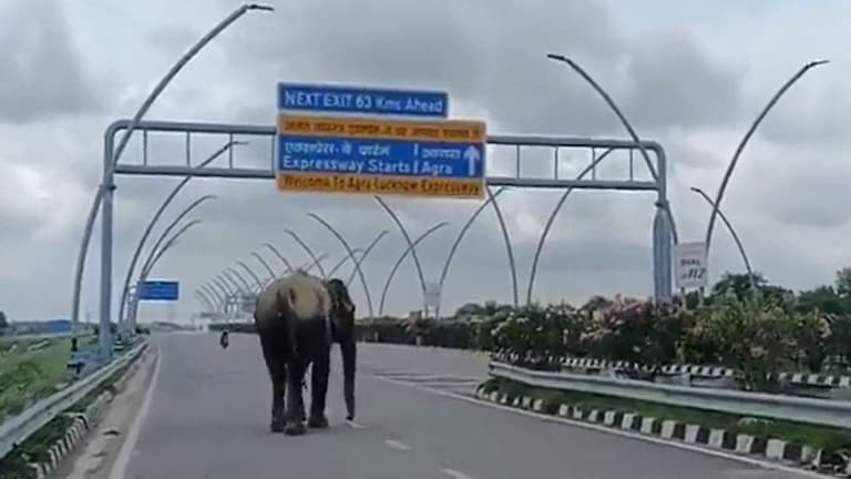 आगरा-लखनऊ एक्सप्रेस-वे पर पहुंचा हाथी, अखिलेश यादव ने ट्वीट कर कही ये बात UP Tak