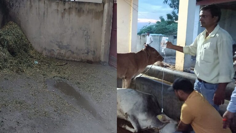 अमरोहा: जहरीला चारा खाने से 55 गायों की मौत, चारा सप्लाई करने वाला फरार, जानिए पूरा मामला UP Tak