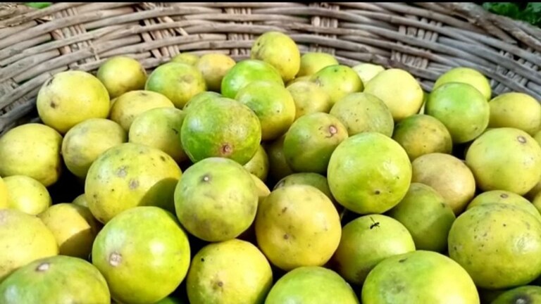 शाहजहांपुर: सब्जी की दुकान से 60 किलो नींबू ही चुरा लिया, प्याज-लहसुन पर भी किया हाथ साफ UP Tak