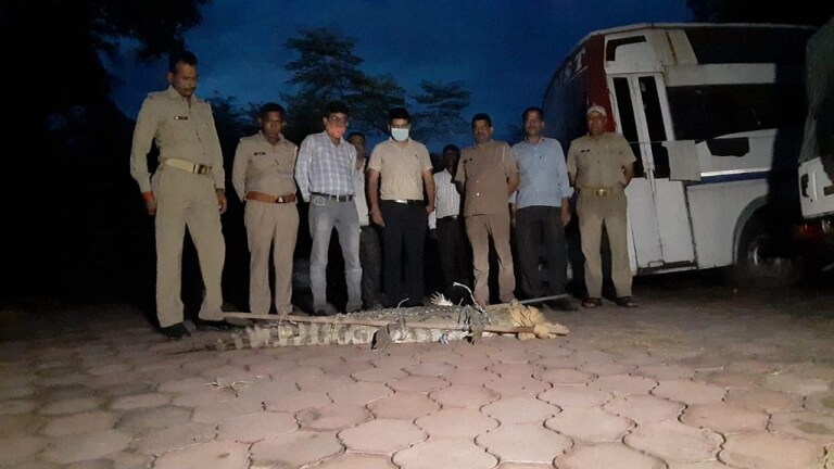 तस्वीरों में देखिए, कैसे वन विभाग की टीम ने ग्रामीणों की मदद से मगरमच्छ को पकड़ा UP Tak