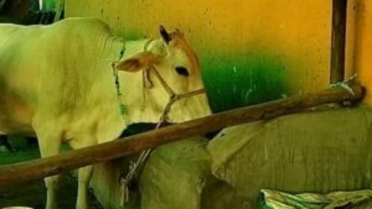UP: बेसहारा गोवंश की समस्या से किसानों को मिलेगी राहत, युद्धस्तर पर चलेगा ये अभियान, जानें UP Tak