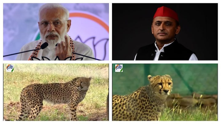 अखिलेश को था चीते की ‘दहाड़’ का इंतजार? पर दहाड़ता तो शेर है, अब लोग उड़ा रहे मजाक, पढ़ें UP Tak