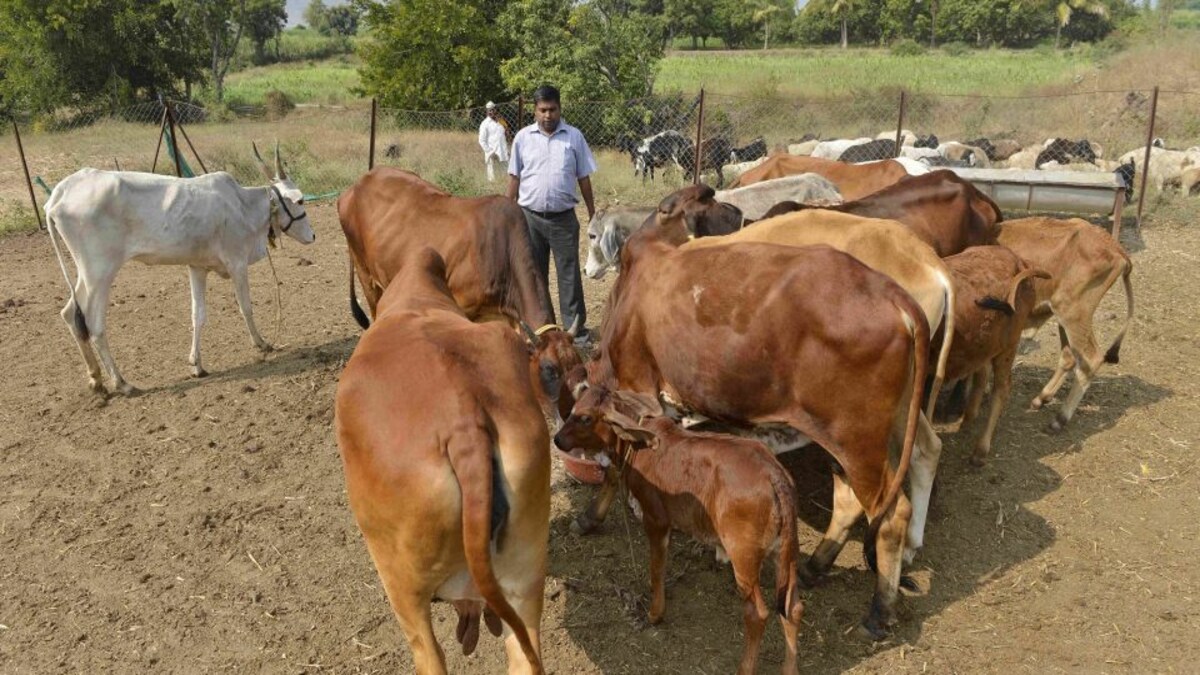 गाय पर इलाहाबाद हाई कोर्ट ने की टिप्पणी, इन मुस्लिम नेताओं समेत सामने आए ये खास बयान UP Tak