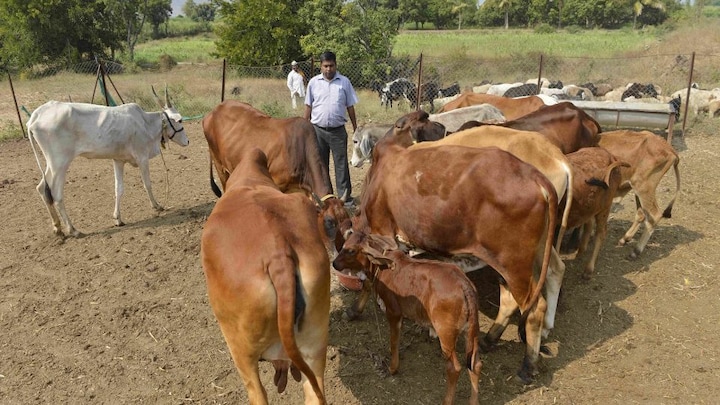 अयोध्या के जुबैरगंज पशु बाजार से दुधारू गाय-भैंस की खरीद करेगी तेलंगाना सरकार UP Tak