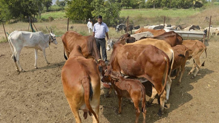 गाय पर इलाहाबाद हाई कोर्ट ने की टिप्पणी, इन मुस्लिम नेताओं समेत सामने आए ये खास बयान UP Tak