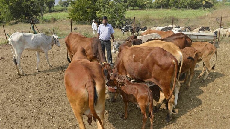 गाय पर इलाहाबाद हाई कोर्ट ने की टिप्पणी, इन मुस्लिम नेताओं समेत सामने आए ये खास बयान UP Tak