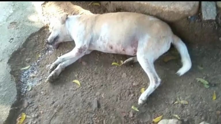 बाराबंकी: सिर्फ इस छोटी सी बात पर हुआ विवाद और शख्स ने महिला पर कर दी फायरिंग, पालतू कुत्ते की मौके पर मौत UP Tak