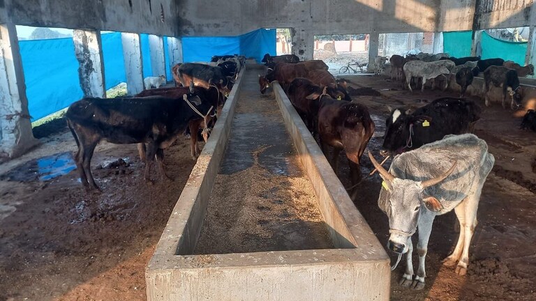 UP में गौशालाओं का हाल: कहीं बेहाल तो कहीं मिली बेहतर व्यवस्था, जानिए अलग-अलग जिलों का हाल UP Tak