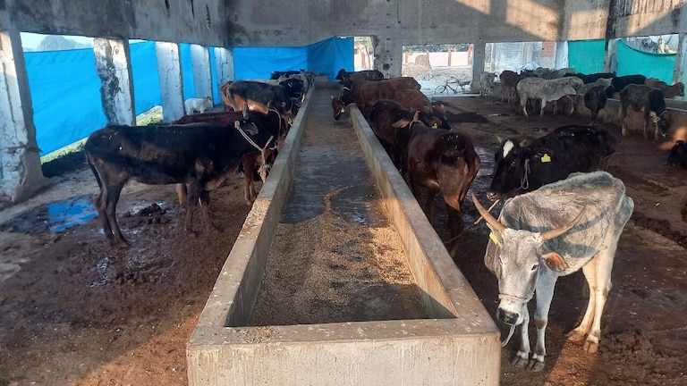 UP में गौशालाओं का हाल: कहीं बेहाल तो कहीं मिली बेहतर व्यवस्था, जानिए अलग-अलग जिलों का हाल UP Tak