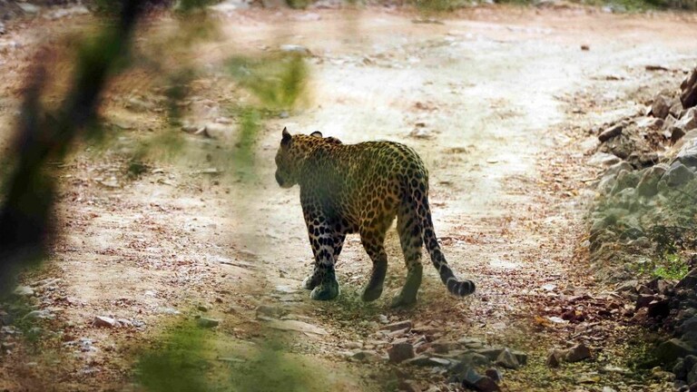 UP: बहराइच के जंगल में तेंदुए के हमले से लड़की की मौत, जानिए क्या बोला वन विभाग UP Tak