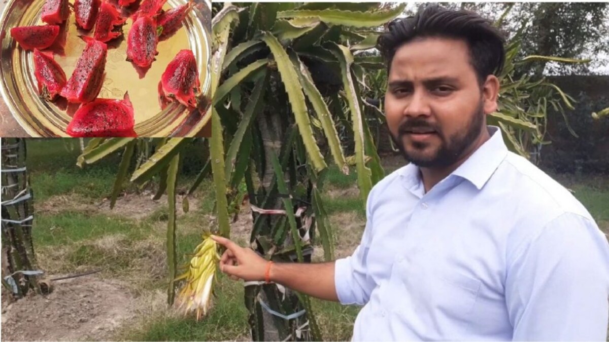 शाहजहांपुर: विदेशी Job को ठुकराया, बंजर खेत में लगाए ड्रैगन फ्रूट, मुनाफा इतना कि है चर्चा UP Tak