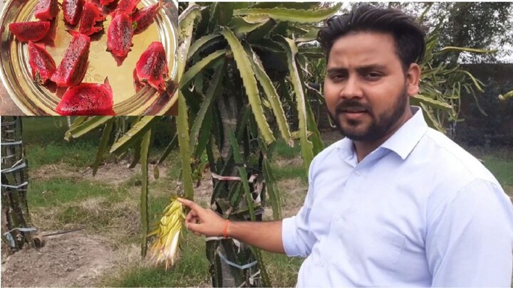 शाहजहांपुर: विदेशी Job को ठुकराया, बंजर खेत में लगाए ड्रैगन फ्रूट, मुनाफा इतना कि है चर्चा UP Tak