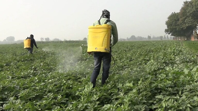 यूपी के इस जिले में आलू की फसल पर हो रहा शराब का छिड़काव, किसान गिना रहे फायदे UP Tak