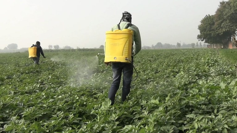 यूपी के इस जिले में आलू की फसल पर हो रहा शराब का छिड़काव, किसान गिना रहे फायदे UP Tak