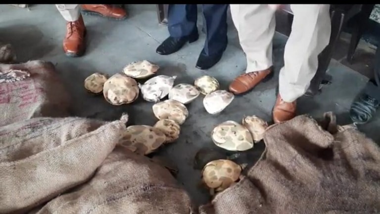 देवरिया रेलवे स्टेशन पर संदिग्ध कपड़ों के गट्ठरों में मिले 520 कछुए, कीमत कर देगी हैरान! UP Tak