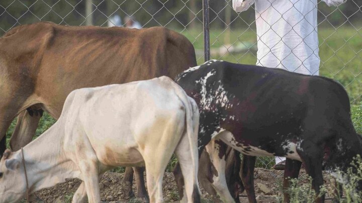 मथुरा: गो-तस्करों के खिलाफ कार्रवाई में करीब दो दर्जन गोवंश बरामद UP Tak