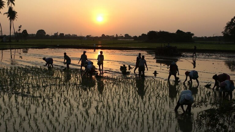 UP: कृषि मजदूरों को अब रोजाना मिलेगी 213 रुपये की मजदूरी, सरकार ने जारी किए ये निर्देश UP Tak